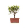 Vente de Bonsai Azalée Indica 18 cm Sankaly Bonsai