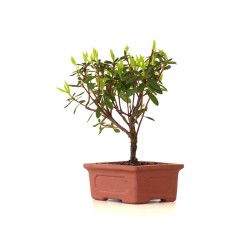 Achat Bonsai Azalée Indica 18 cm Sankaly Bonsai