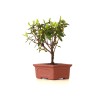 Achat Bonsai Azalée Indica 18 cm Sankaly Bonsai