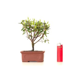 Acheter Bonsai Azalée Indica 18 cm Sankaly Bonsai