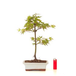 Achat Bonsai Acer Palmatum Erable palmé du Japon 40 cm AP260401FB