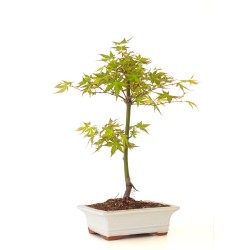 Vente de Bonsai Acer Palmatum Erable palmé du Japon 40 cm AP260401FB