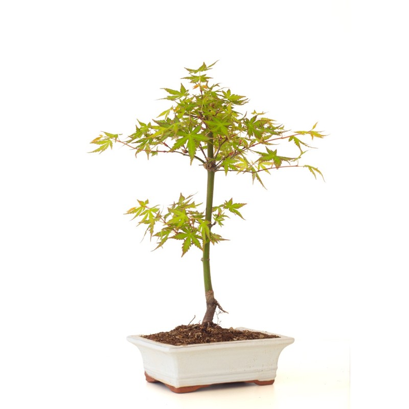 Vente de Bonsai Acer Palmatum Erable palmé du Japon 40 cm AP260401FB