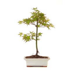 Acheter Bonsai Acer Palmatum Erable palmé du Japon 40 cm AP260401FB Sankaly Bonsai