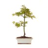 Acheter Bonsai Acer Palmatum Erable palmé du Japon 40 cm AP260401FB Sankaly Bonsai
