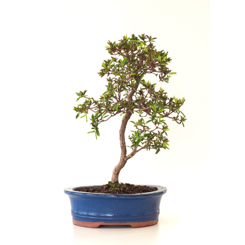 Vente Bonsai Azalée Satsuki 35 cm Sankaly Bonsai