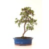 Vente Bonsai Azalée Satsuki 35 cm Sankaly Bonsai