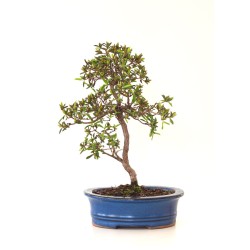 Achat Bonsai Azalée Satsuki 35 cm Sankaly Bonsai