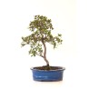 Achat Bonsai Azalée Satsuki 35 cm Sankaly Bonsai