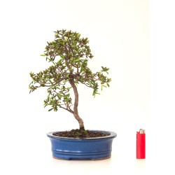 Acheter Bonsai Azalée Satsuki 35 cm Sankaly Bonsai