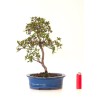 Acheter Bonsai Azalée Satsuki 35 cm Sankaly Bonsai