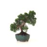 Achat Bonsaï Juniperus Chinensis de 33 cm originaire du Japon, âgé d’environ 16 à 17 ans JC260401FB
