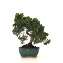 Acheter Bonsaï Juniperus Chinensis de 33 cm originaire du Japon, âgé d’environ 16 à 17 ans JC260401FB