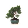 Vente Bonsaï Juniperus Chinensis de 33 cm originaire du Japon, âgé d’environ 16 à 17 ans JC260401FB