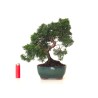 Boutique Bonsaï Juniperus Chinensis de 33 cm originaire du Japon, âgé d’environ 16 à 17 ans JC260401FB