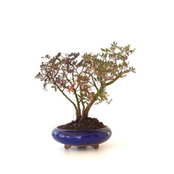 Vente de Bonsai Pistachier Lentisque, Pistacia Lentiscus, 36 cm