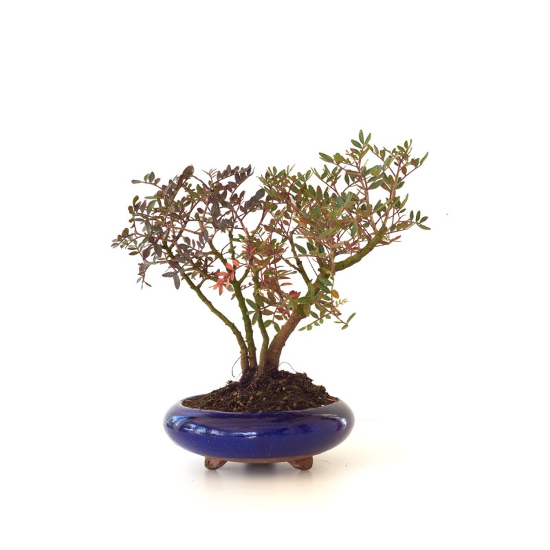 Vente de Bonsai Pistachier Lentisque, Pistacia Lentiscus, 36 cm