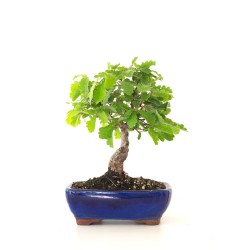 Achater Bonsai Chène blanc Quercus Pubescens 34 cm Sankaly Bonsai