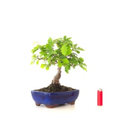 Boutique Bonsai Chène blanc Quercus Pubescens 34 cm Sankaly Bonsai