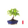 Boutique Bonsai Chène blanc Quercus Pubescens 34 cm Sankaly Bonsai