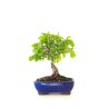 Vente Bonsai Chène blanc Quercus Pubescens 34 cm Sankaly Bonsai