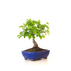 Achat Bonsai Chène blanc Quercus Pubescens 34 cm Sankaly Bonsai