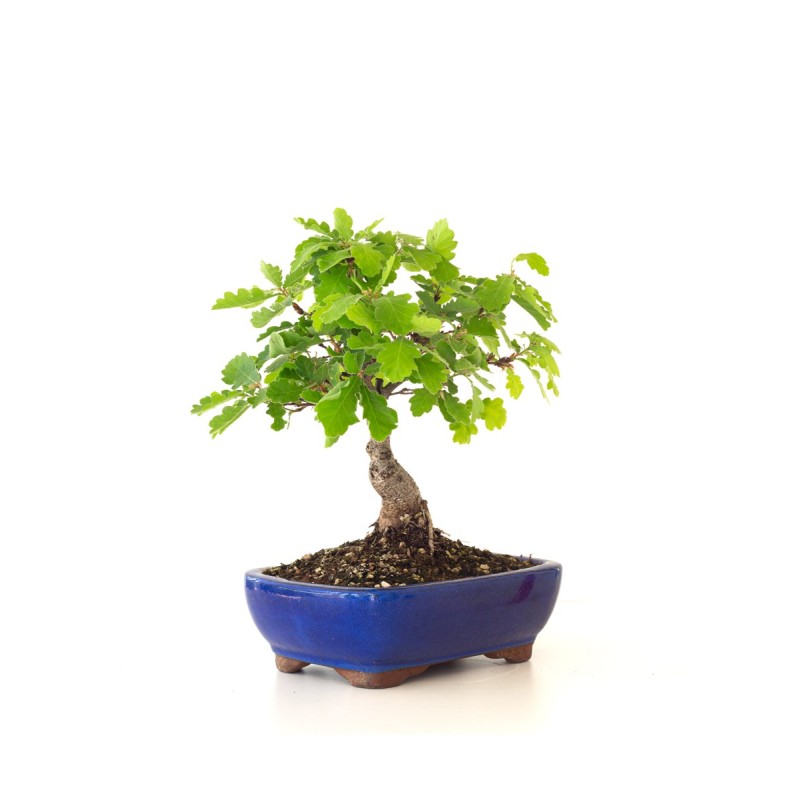 Achat Bonsai Chène blanc Quercus Pubescens 34 cm Sankaly Bonsai