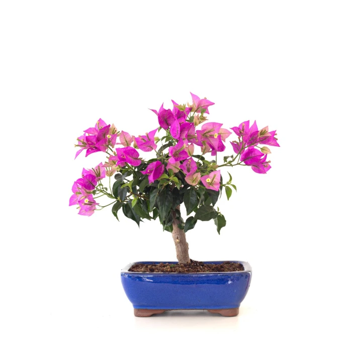 Achat Bonsai Bougainvillier Sankaly Bonsai