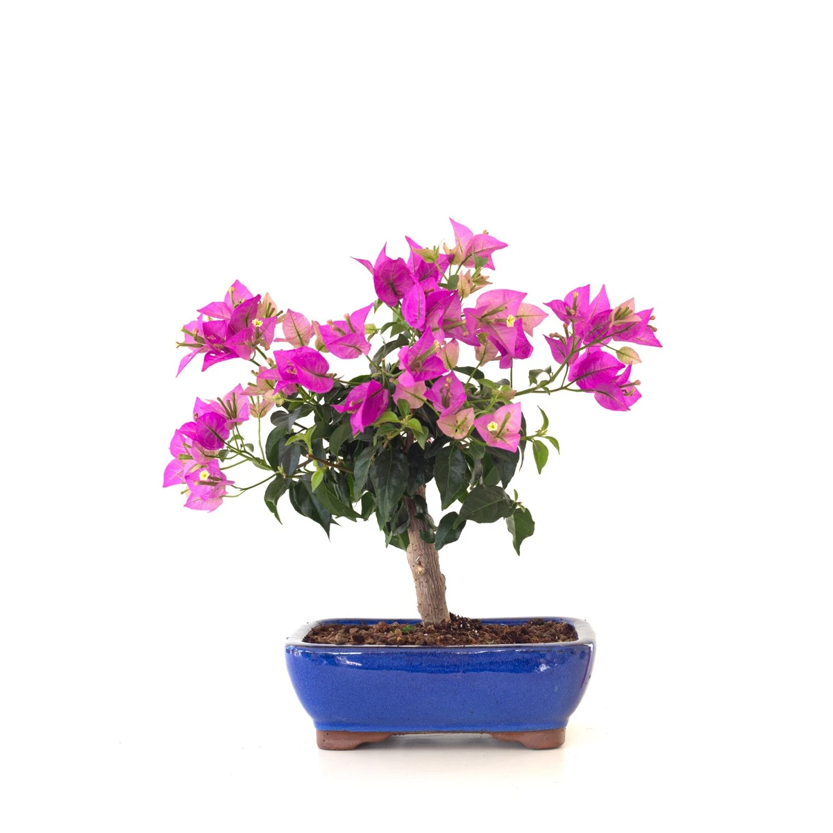 Achat Bonsai Bougainvillier Sankaly Bonsai
