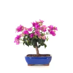 Achat Bonsai Bougainvillier Sankaly Bonsai