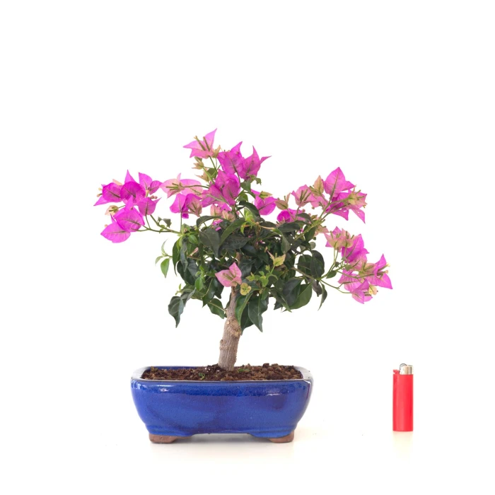 Vente de Bonsaï Bougainvillier (Bougainvillea) 37 cm – Bonsaï fleuri d’extérieur