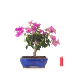 Vente de Bonsaï Bougainvillier (Bougainvillea) 37 cm – Bonsaï fleuri d’extérieur