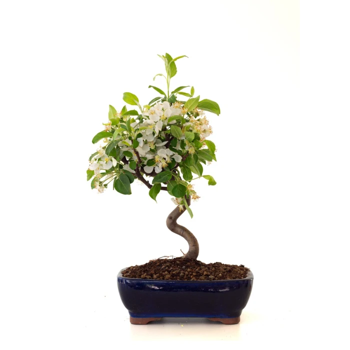 Vente de Bonsai Malus Pommier Sankaly Bonsai