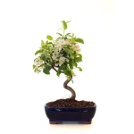 Vente de Bonsai Malus Pommier Sankaly Bonsai
