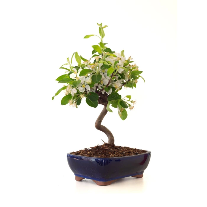 Achat Bonsai Malus Pommier Sankaly Bonsai