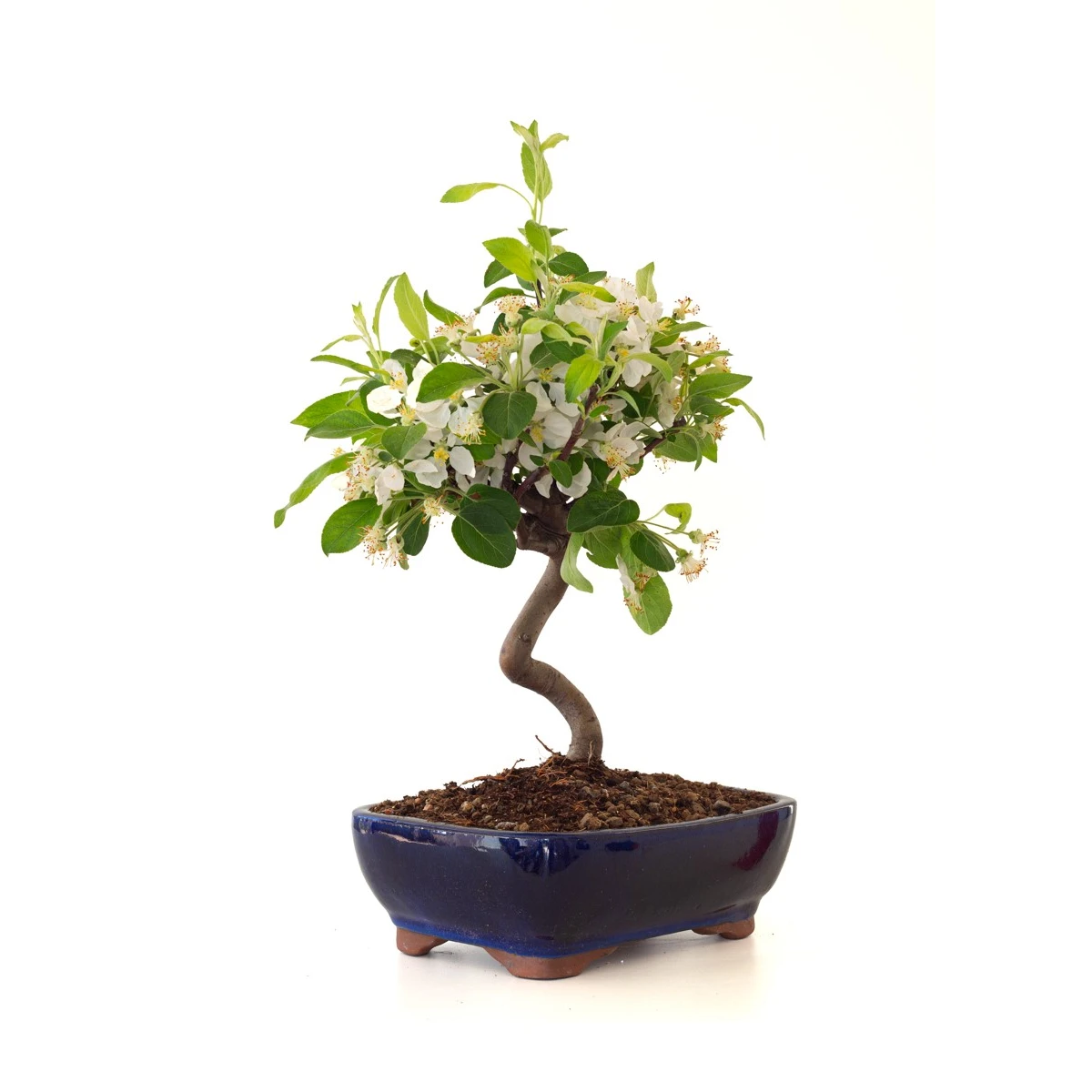 Achat Bonsai Malus Pommier Sankaly Bonsai