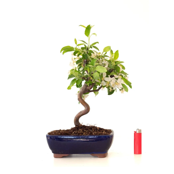 Acheter Bonsai Malus Pommier Sankaly Bonsai