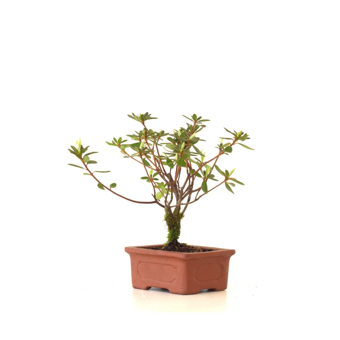 Vente Bonsai Azalée Indica 18 cm Sankaly Bonsai