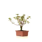 Vente Bonsai Azalée Indica 18 cm Sankaly Bonsai