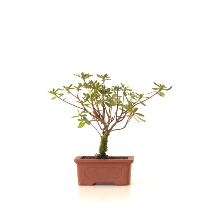 Achat Bonsai Azalée Indica 18 cm Sankaly Bonsai