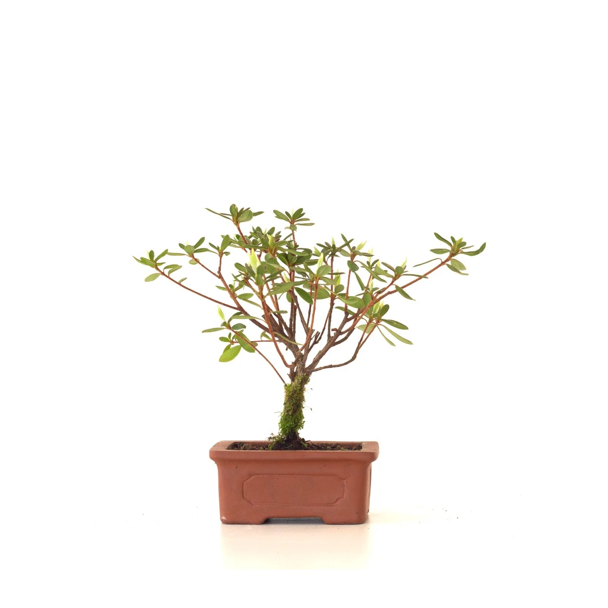 Achat Bonsai Azalée Indica 18 cm Sankaly Bonsai