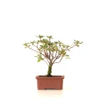 Achat Bonsai Azalée Indica 18 cm Sankaly Bonsai