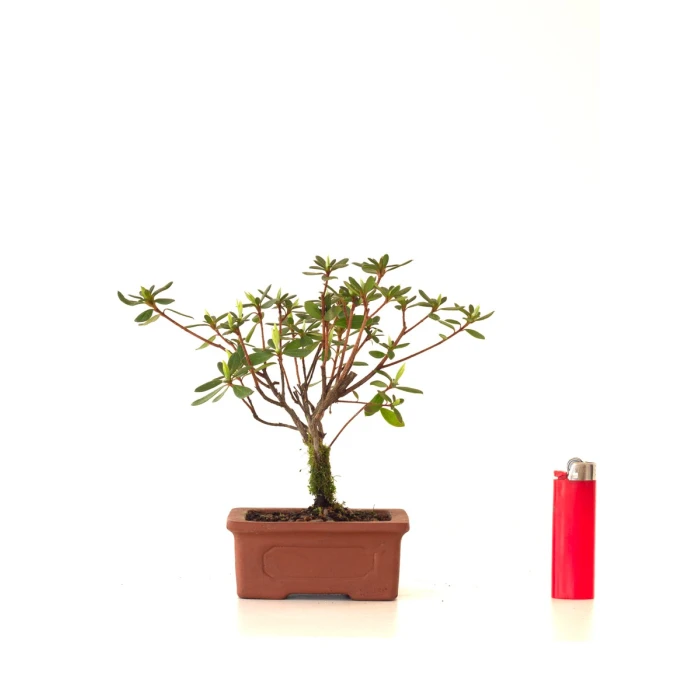Acheter Bonsai Azalée Indica 18 cm Sankaly Bonsai