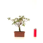 Acheter Bonsai Azalée Indica 18 cm Sankaly Bonsai