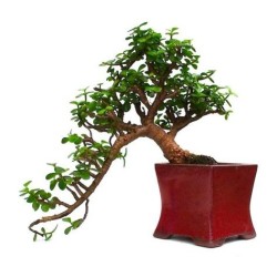 Crassula Ovata 30 cm