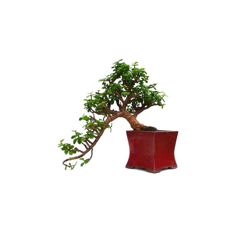 Crassula Ovata 30 cm