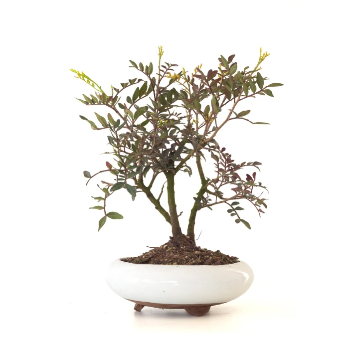 Achat Bonsai Pistachier Pistacia 37 cm Sankaly Bonsai