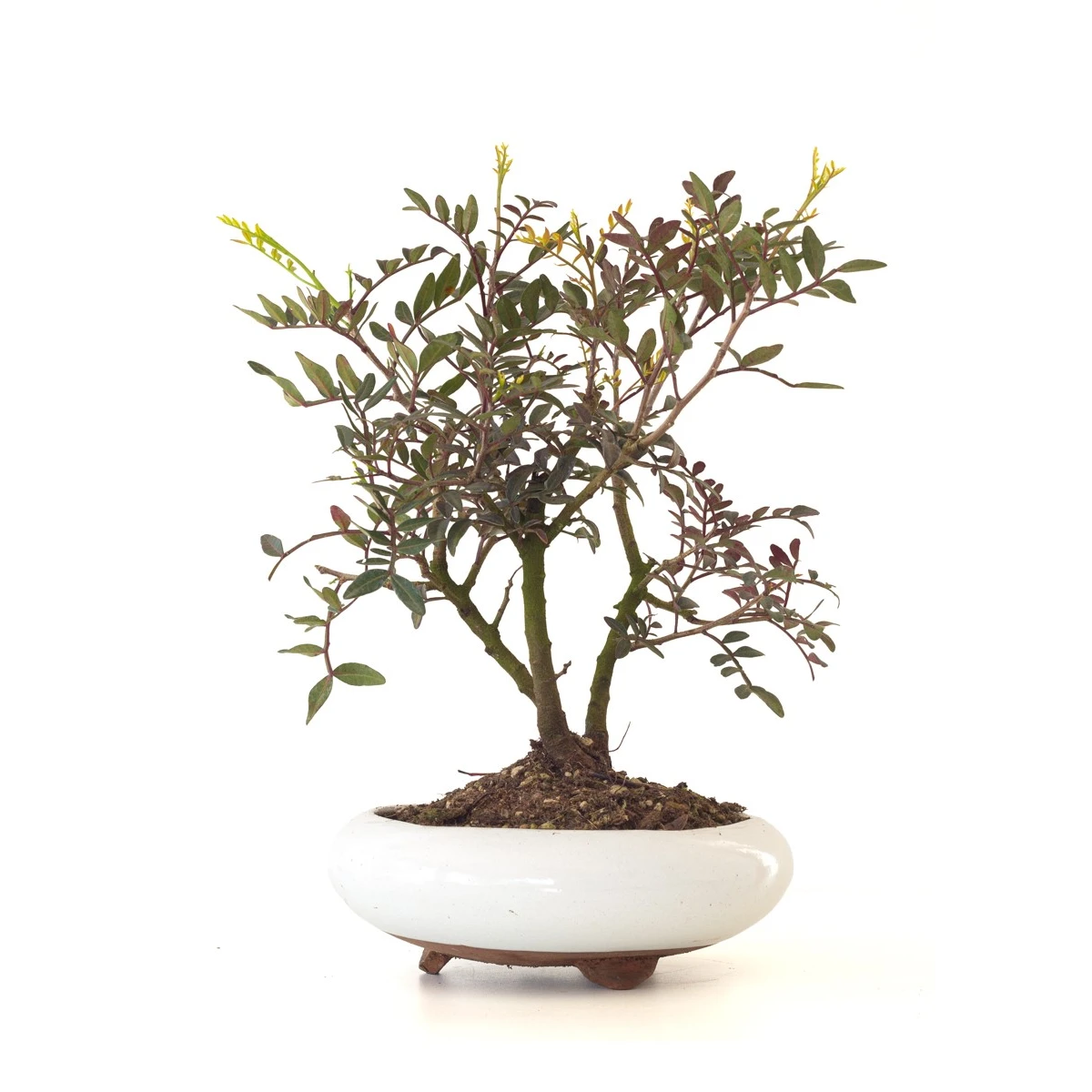 Achat Bonsai Pistachier Pistacia 37 cm Sankaly Bonsai