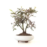 Achat Bonsai Pistachier Pistacia 37 cm Sankaly Bonsai
