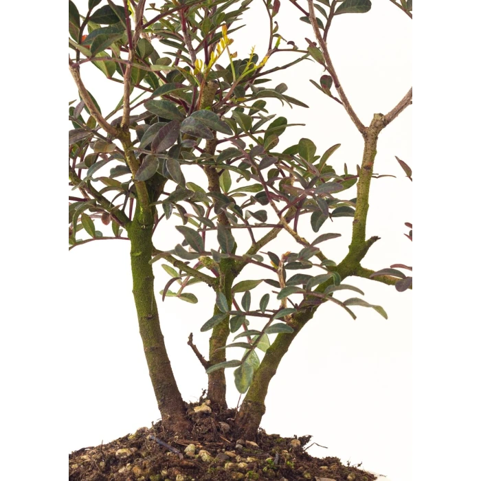 Vente Bonsai Pistachier Pistacia 37 cm Sankaly Bonsai